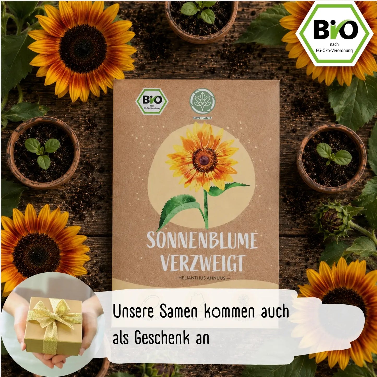 Bio Sonnenblume Verzweigt Samen