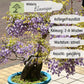 Wisteria blau Samen
