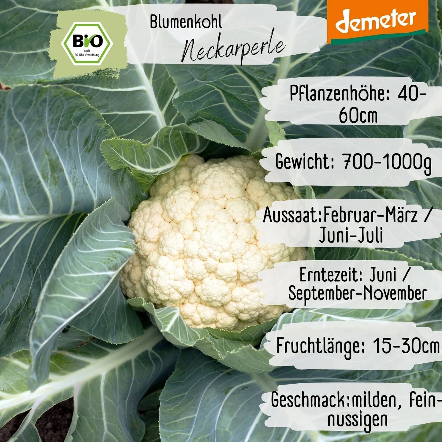 Demeter Blumenkohl Neckarperle Samen
