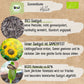 Bio Sonnenblume Hella Samen