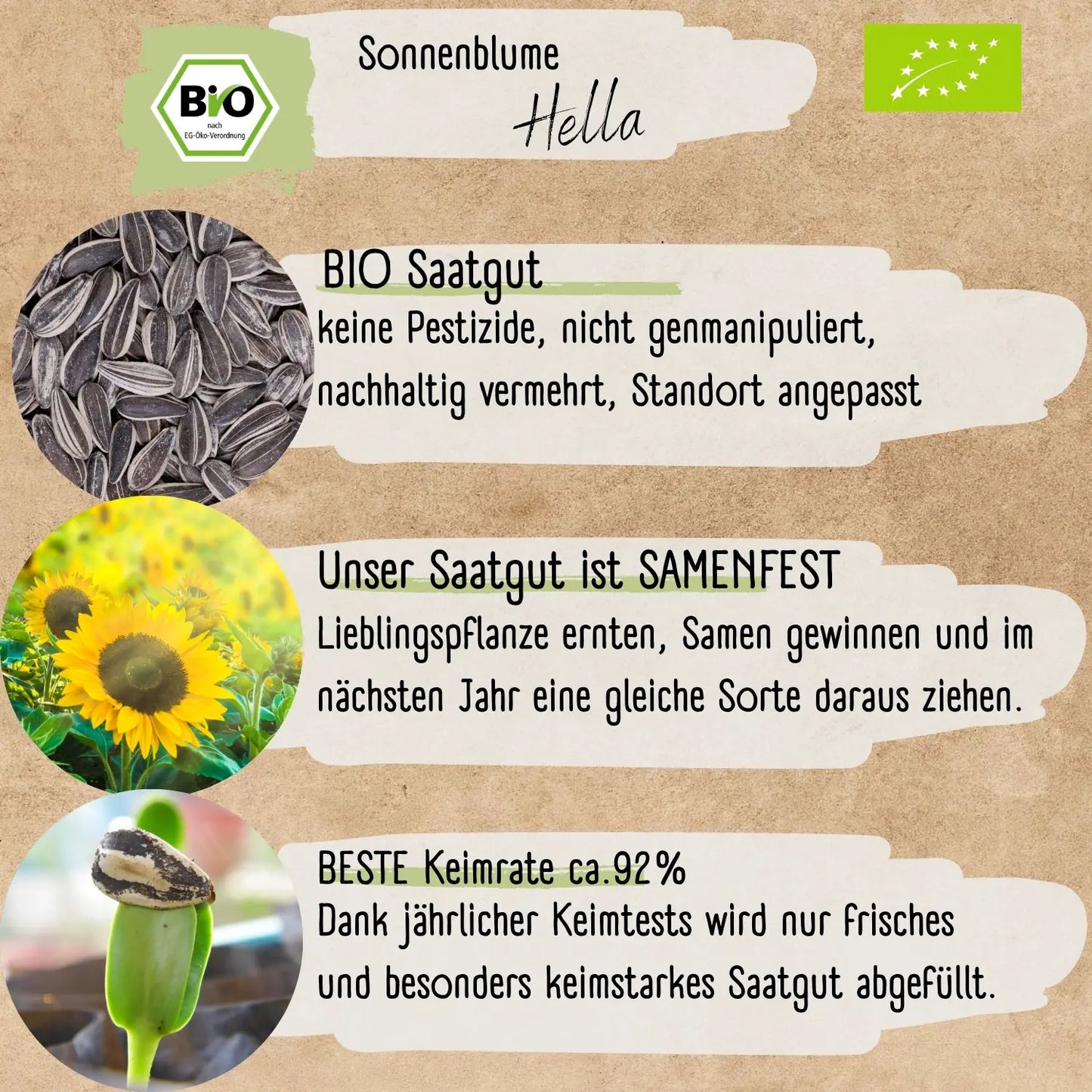 Bio Sonnenblume Hella Samen