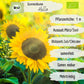 Bio Sonnenblume Hella Samen