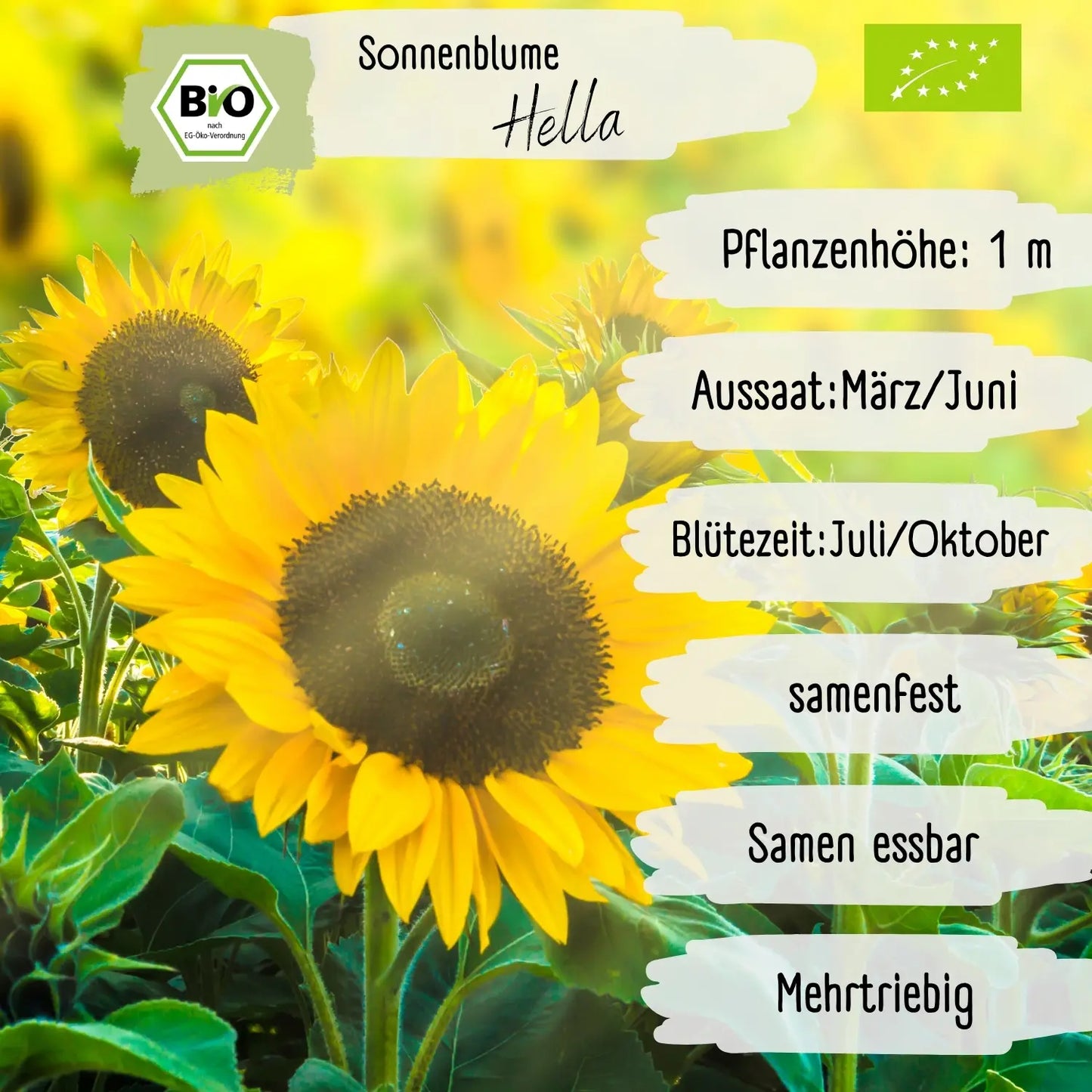 Bio Sonnenblume Hella Samen
