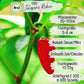 Bio Jalapeño Samen