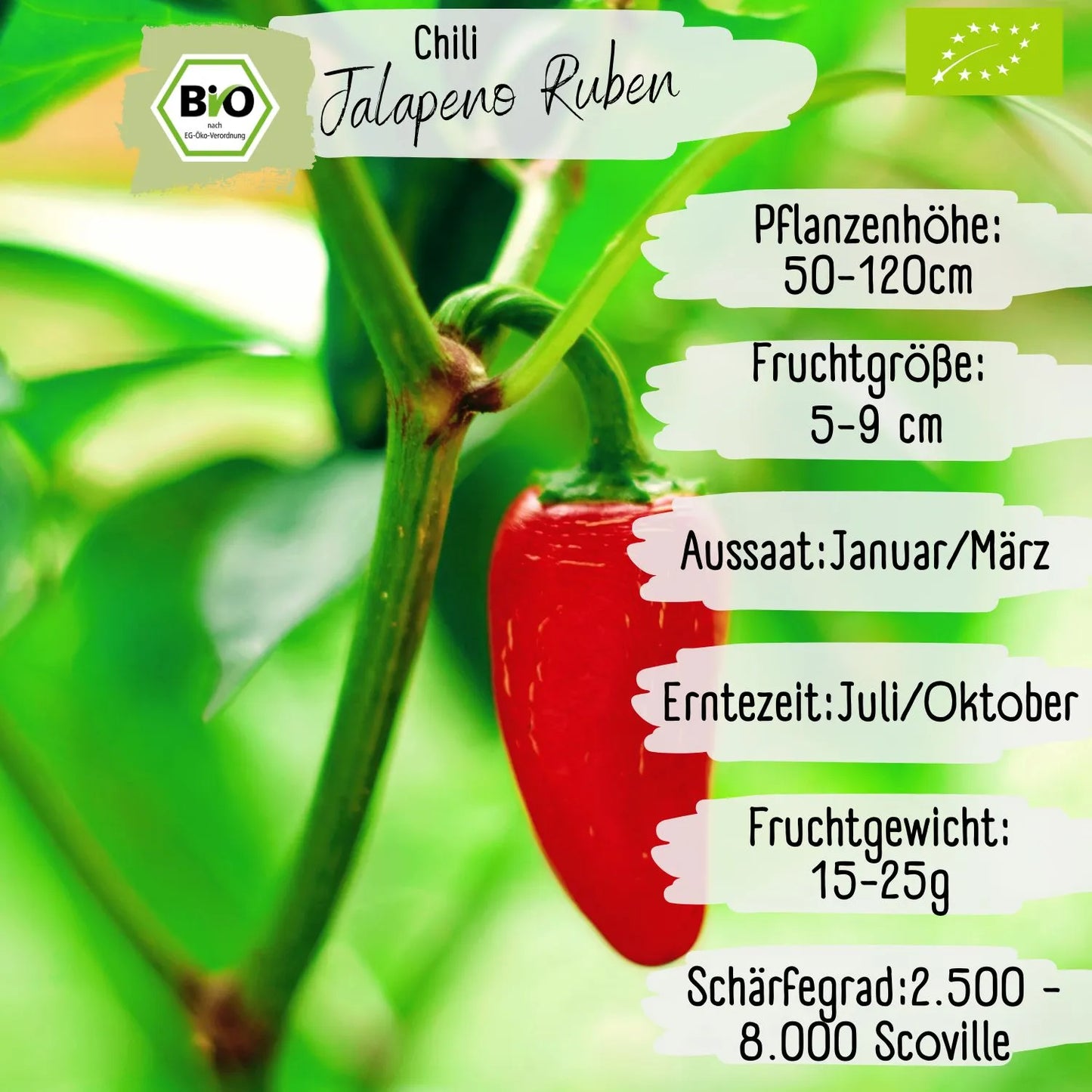 Bio Jalapeño Samen