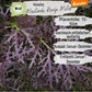 Demeter Asiasalat Purple Mizuna Samen
