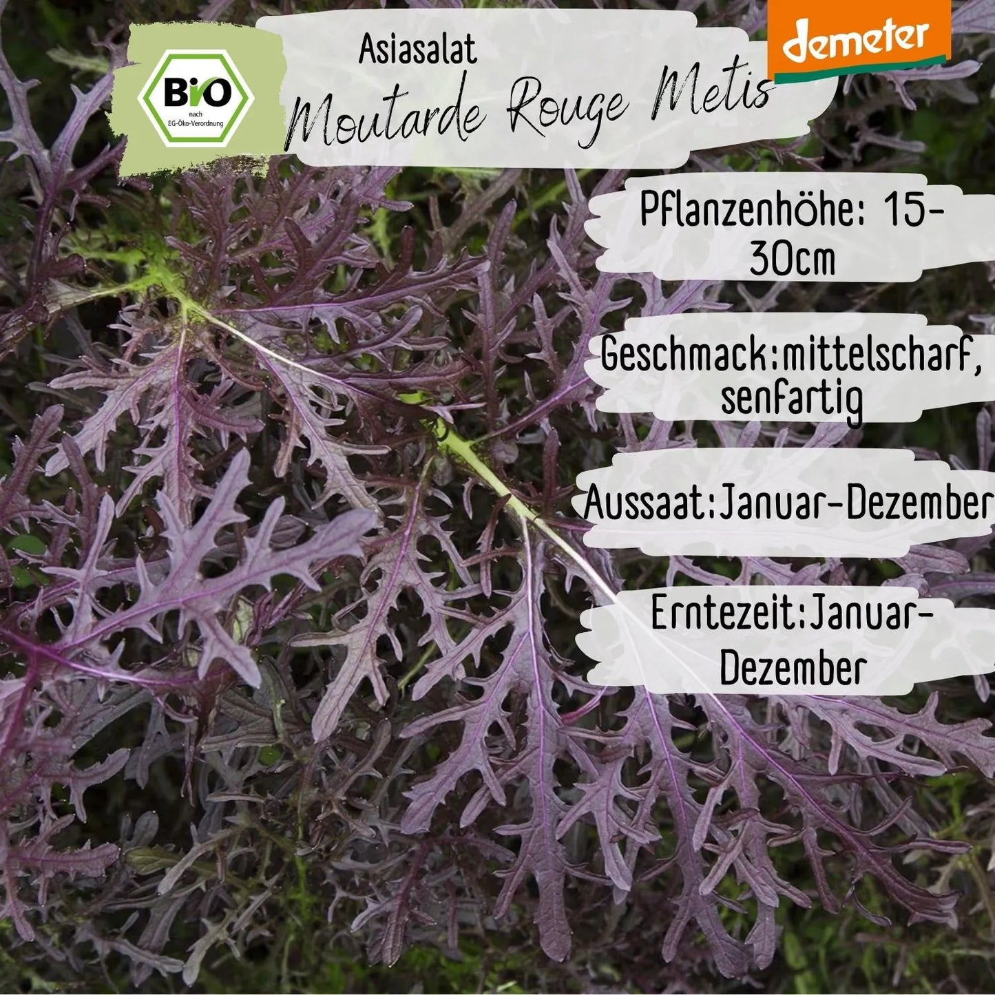 Demeter Asiasalat Purple Mizuna Samen