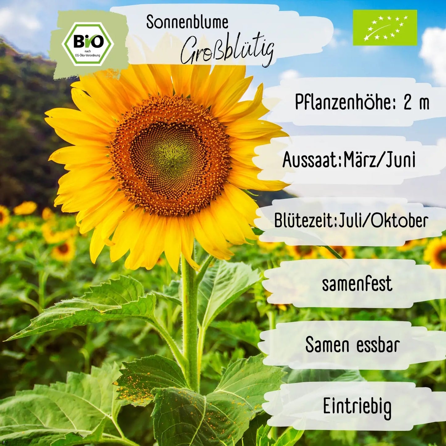 Bio Riesen Sonnenblumen Samen