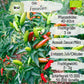 Bio Fiorentino Samen