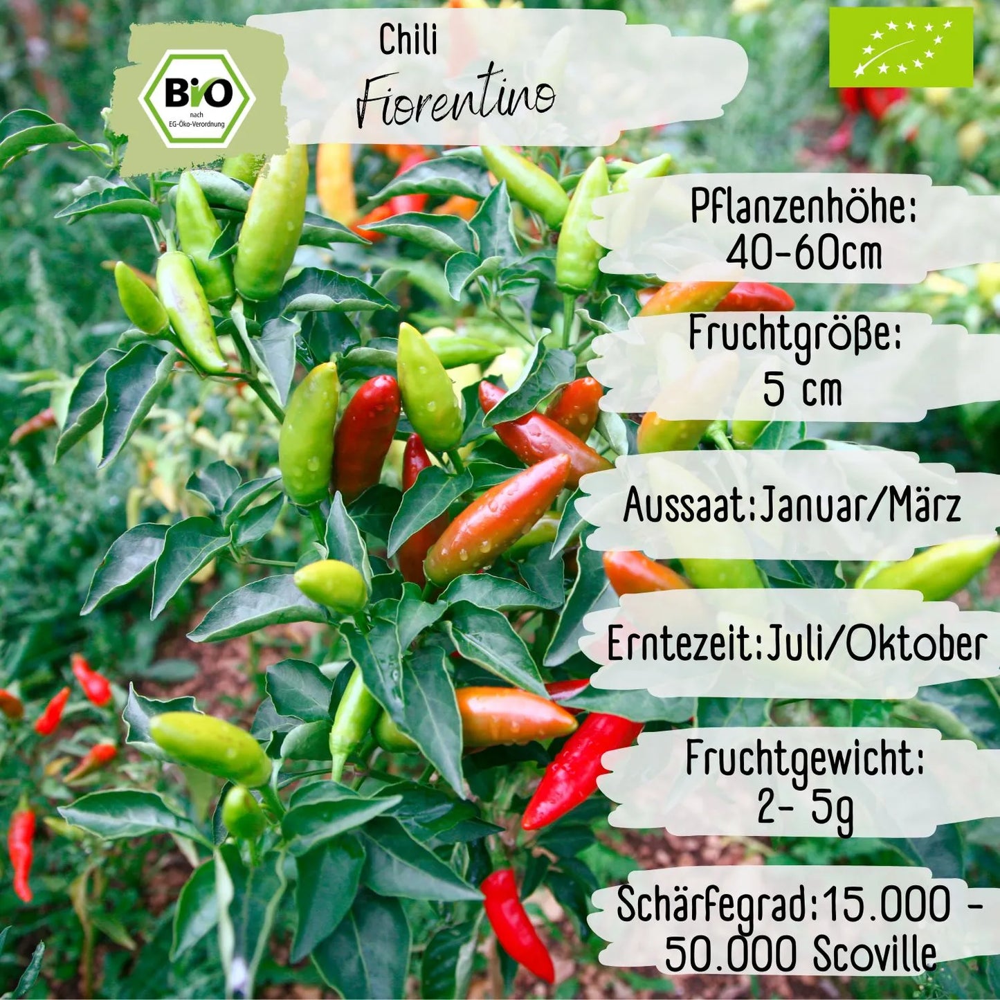 Bio Fiorentino Samen