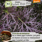Demeter Asiasalat Purple Mizuna Samen