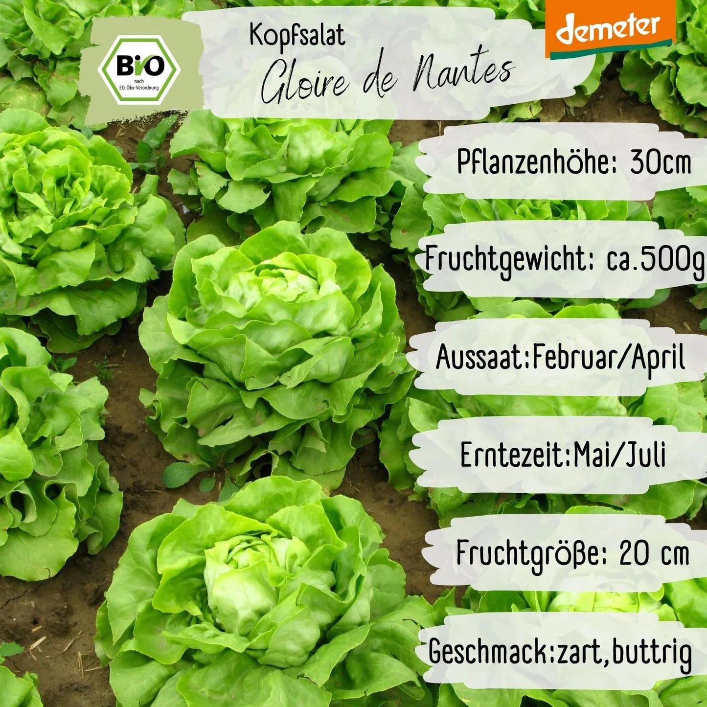 Demeter Gloire de Nantes Kopfsalat Samen