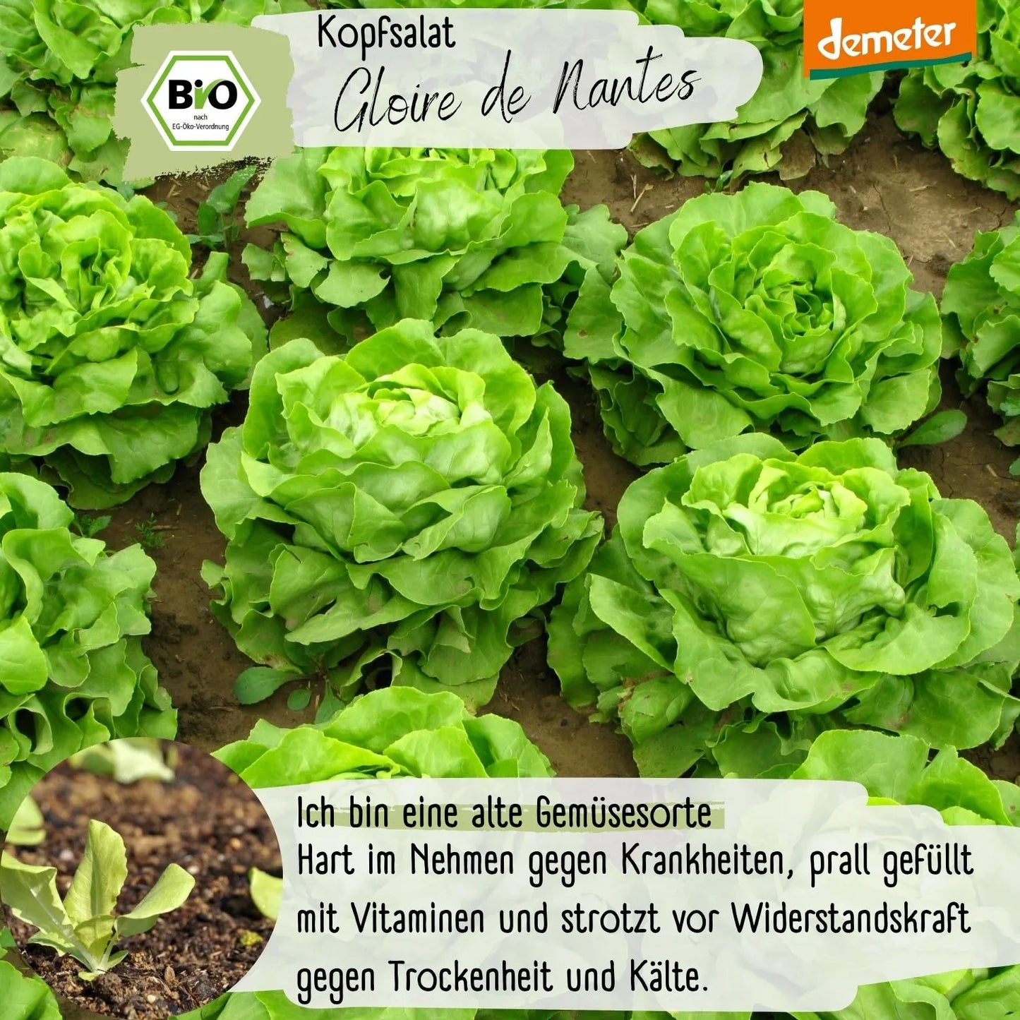 Demeter Gloire de Nantes Kopfsalat Samen