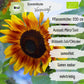 Bio Sonnenblume Verzweigt Samen