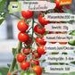 Demeter Zuckertraube Tomaten Samen