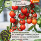 Demeter Zuckertraube Tomaten Samen