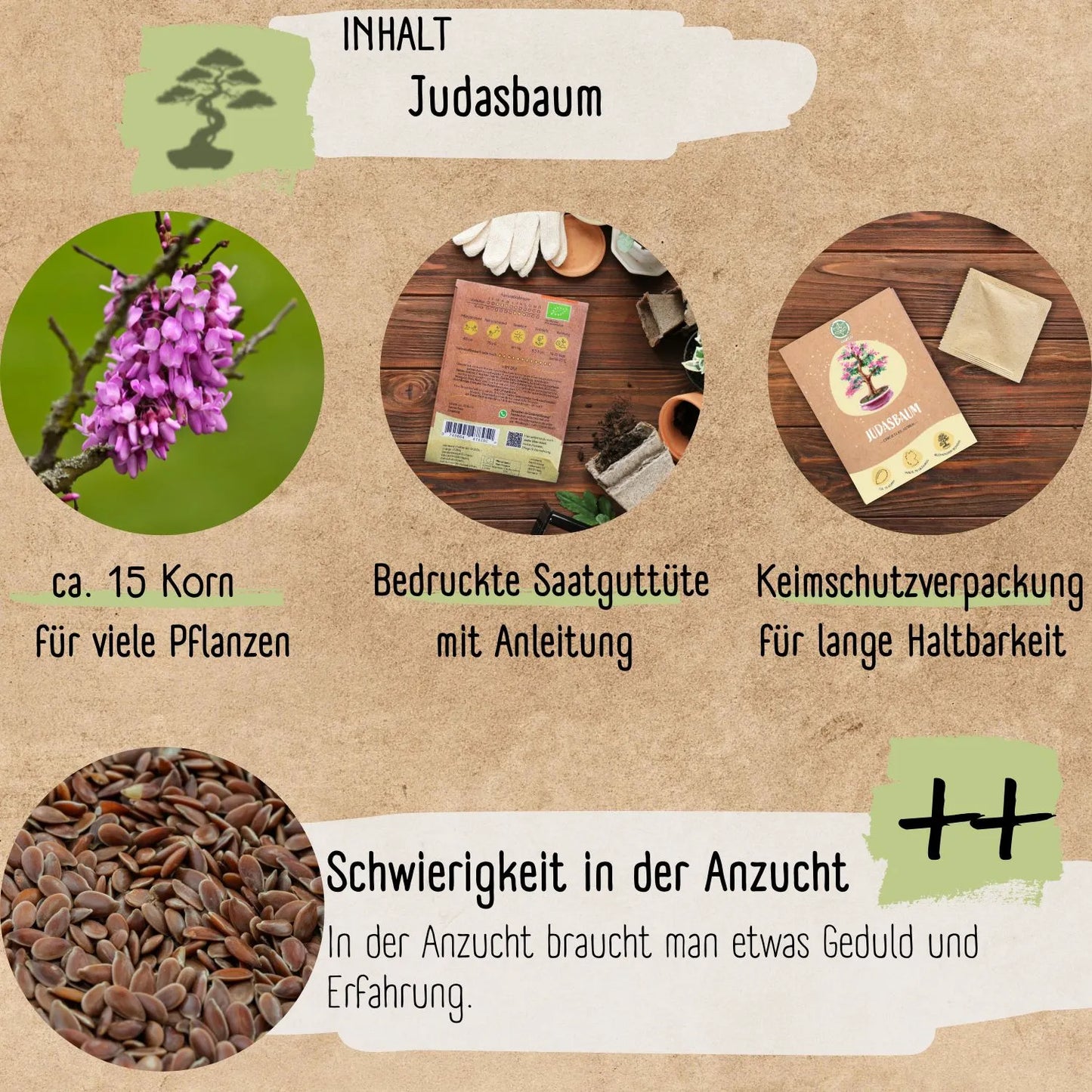Judasbaum Samen