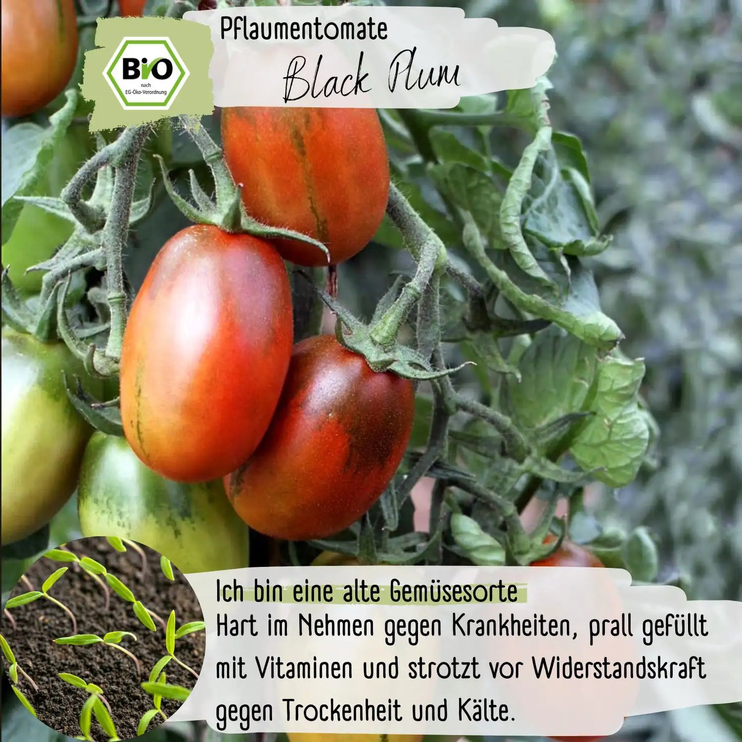 Bio Black Plum Tomaten Samen