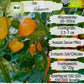 Bio Habanero Samen