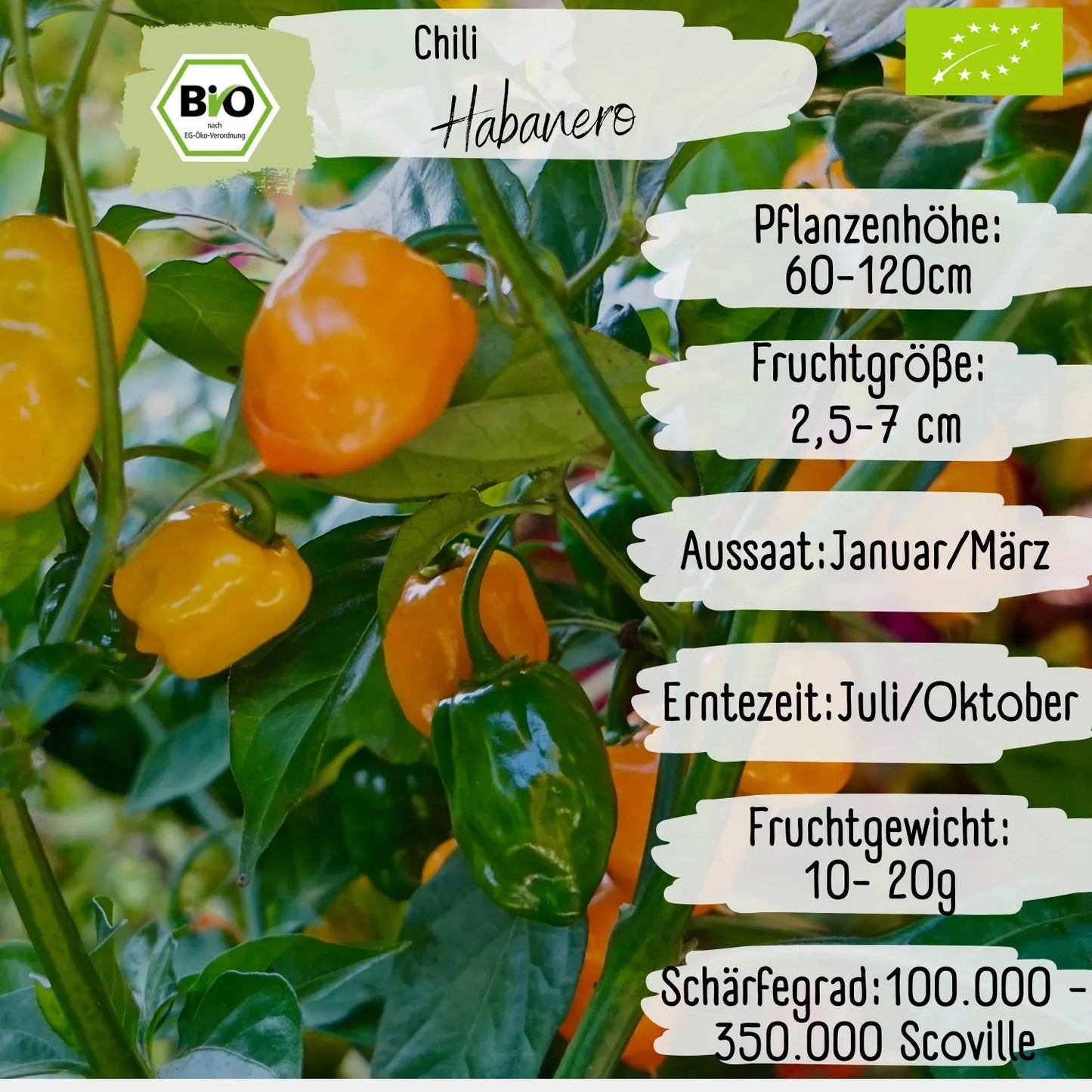 Bio Habanero Samen