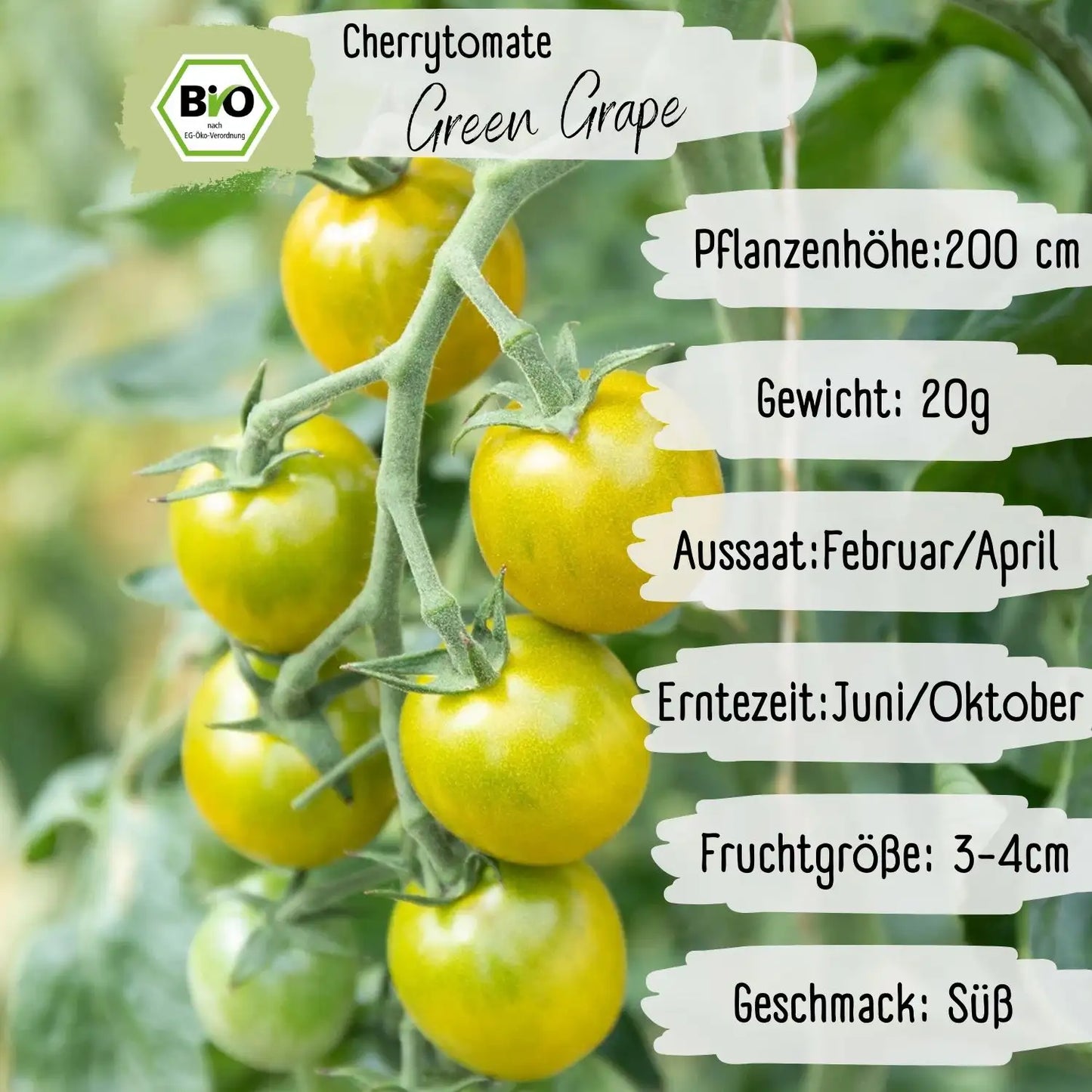 Bio Green Grape Tomaten Samen