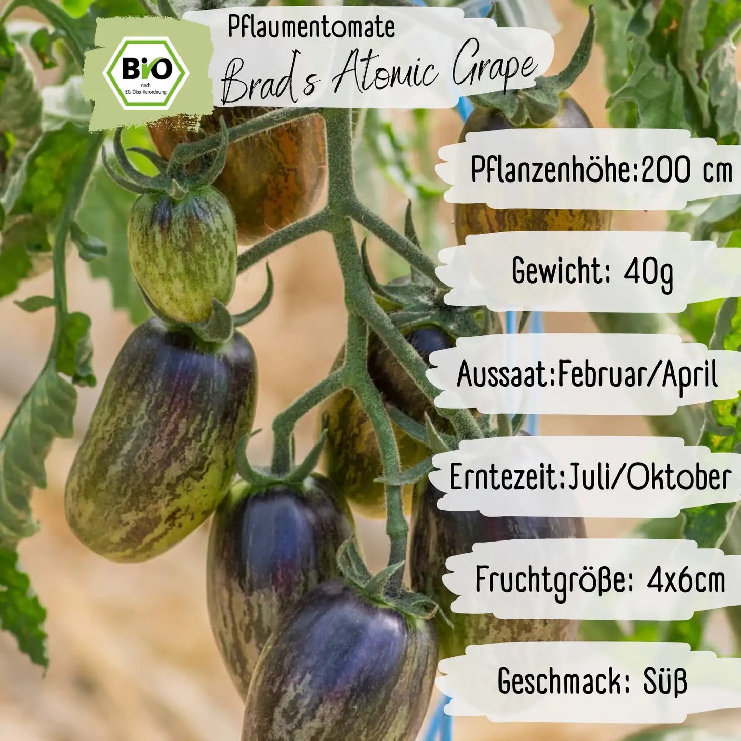 Bio Brad`s Atomic Grape Tomaten Samen