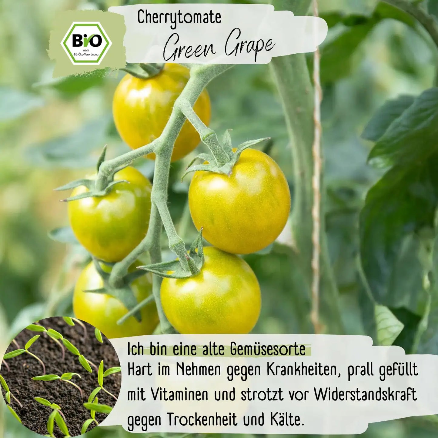 Bio Green Grape Tomaten Samen