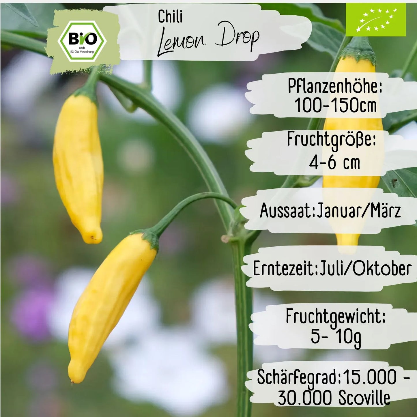 Bio Chili Lemon Drop Samen