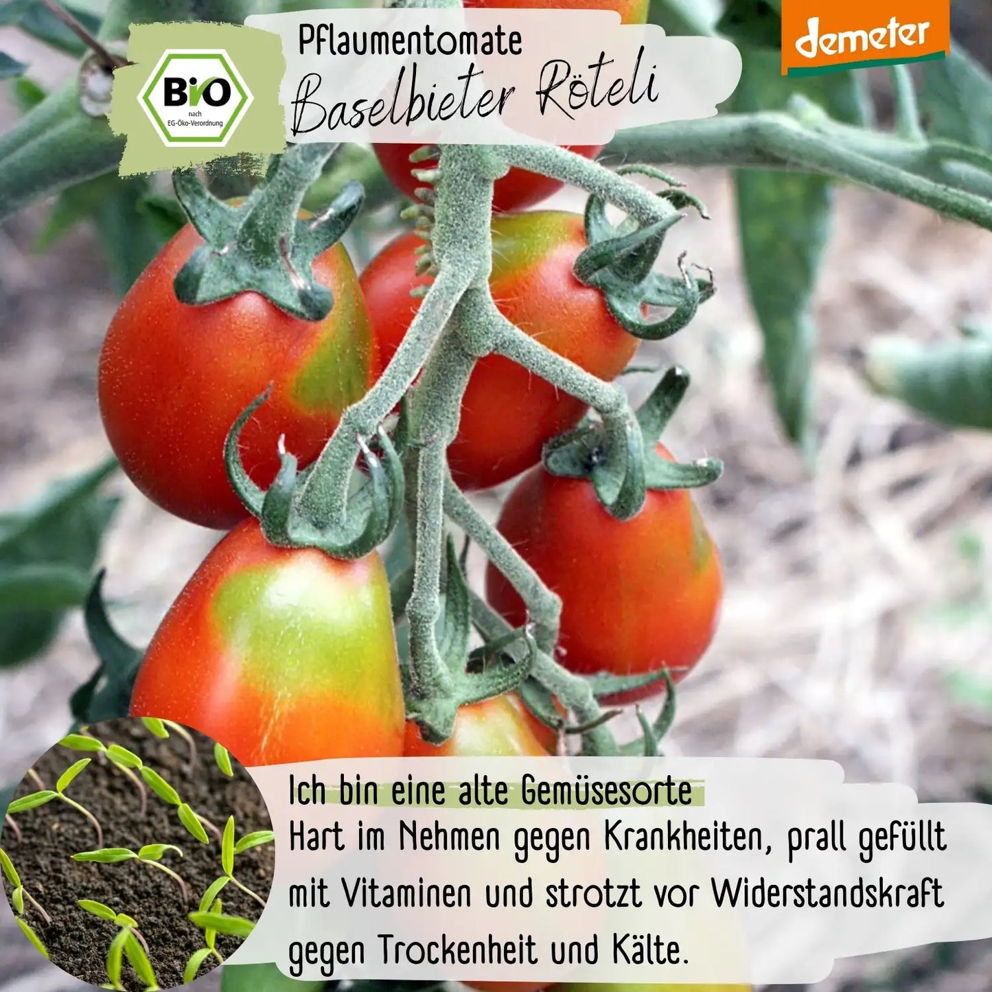 Demeter Baselbieter Röteli Tomaten Samen