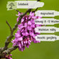 Judasbaum Samen