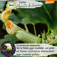 Demeter Zucchini Alberello di Sarzana Samen