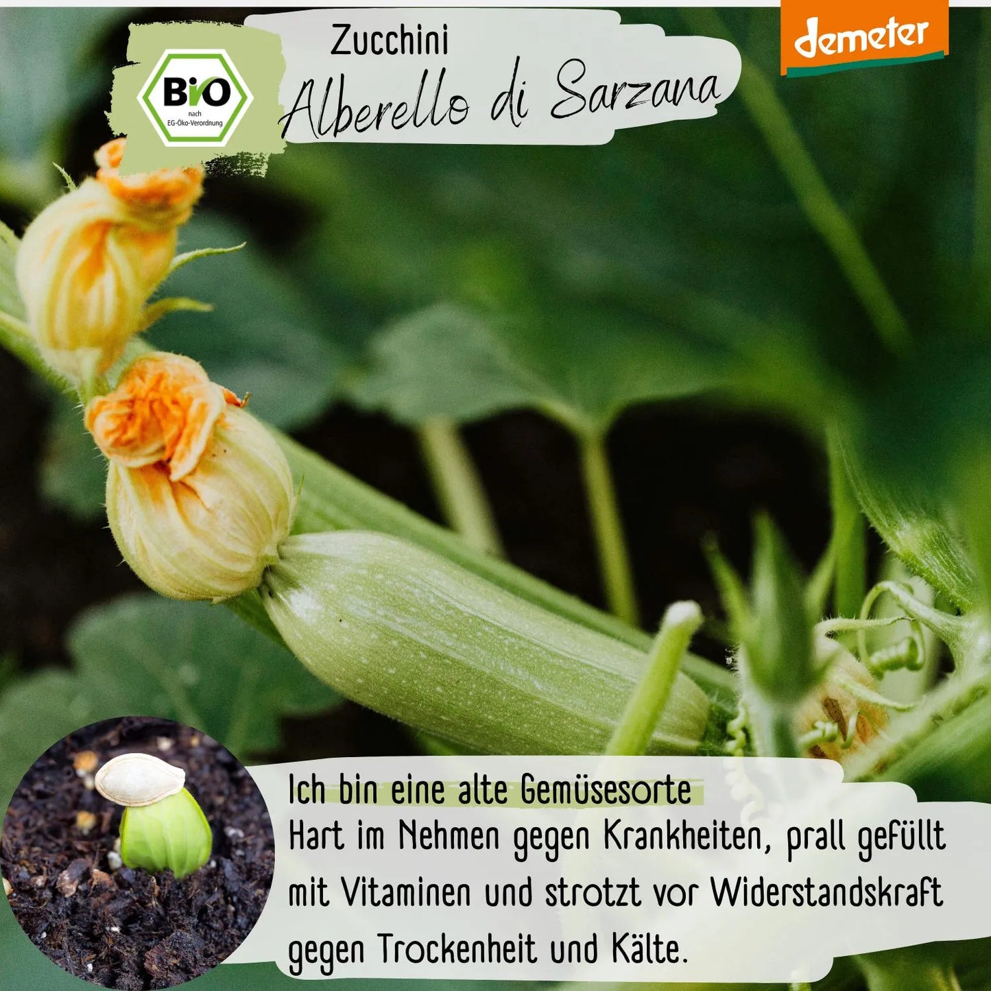 Demeter Zucchini Alberello di Sarzana Samen