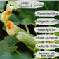 Demeter Zucchini Alberello di Sarzana Samen