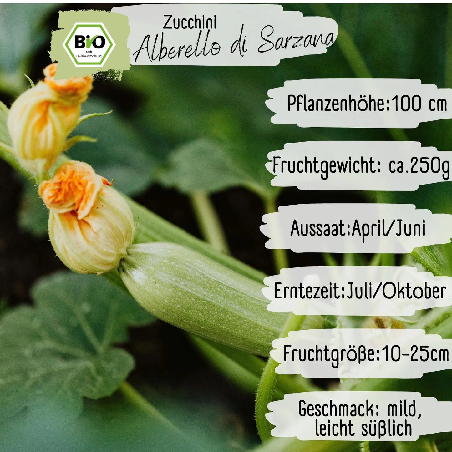 Demeter Zucchini Alberello di Sarzana Samen