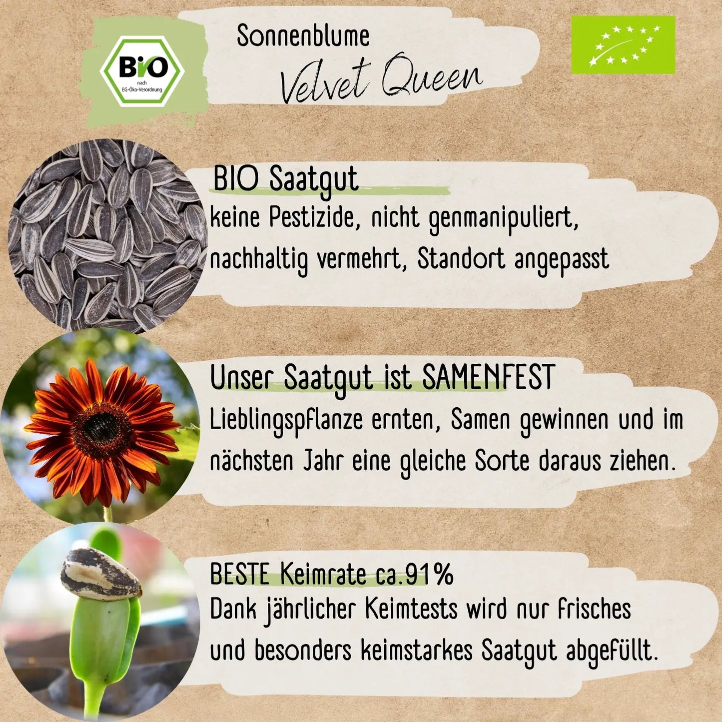 Bio Sonnenblume Velvet Queen Samen