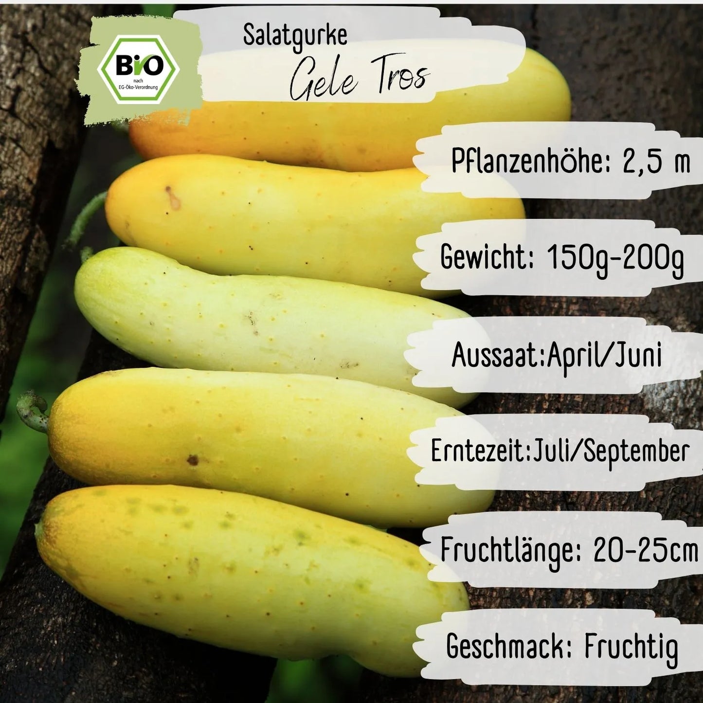 Bio Salatgurke Gele Tros Samen