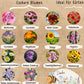 Bio-Blumensamen-Set-mit extra vielen Blumen