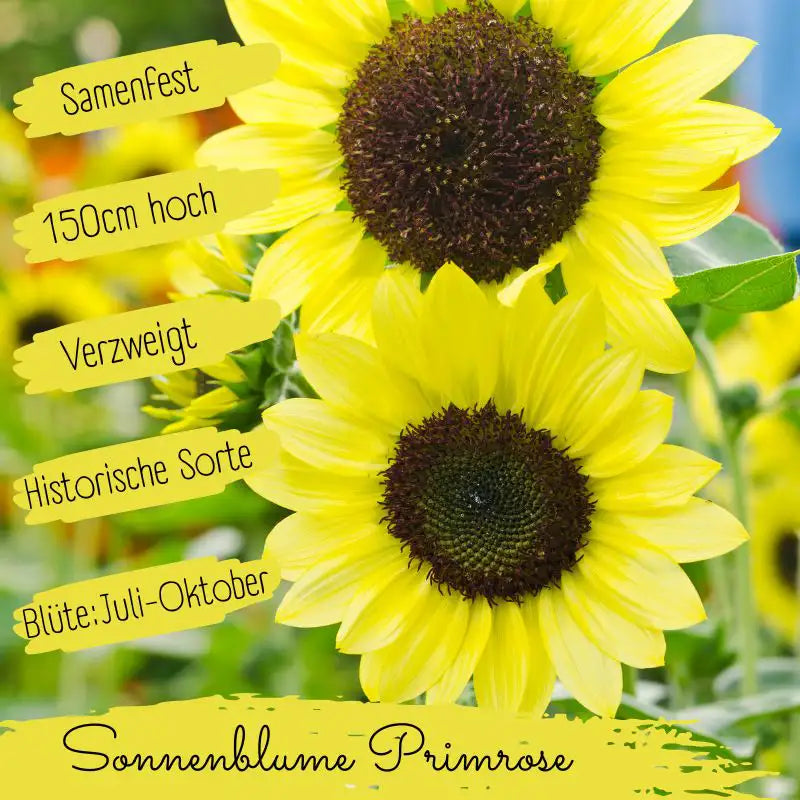 Bio Sonnenblume Primrose Samen eigenschaften