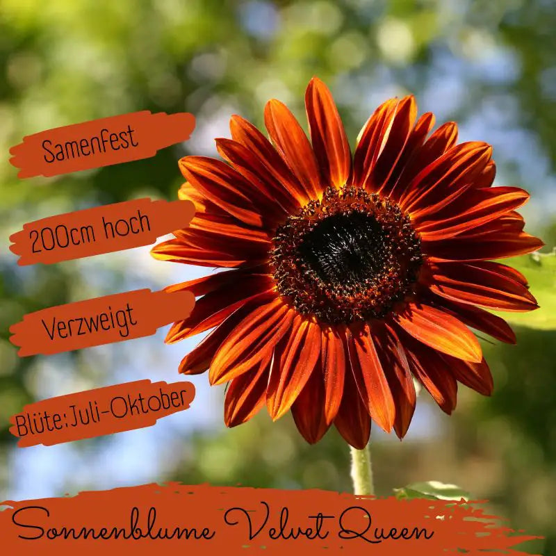 Bio Sonnenblume Velvet Queen Samen eigenschaften