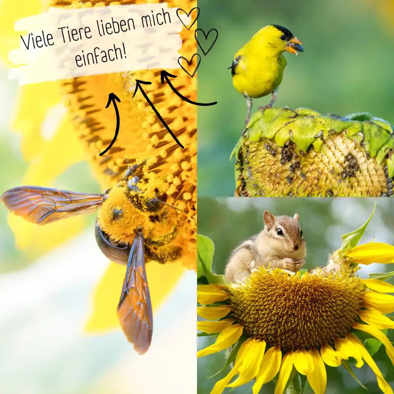 Sonnenblumensamen für Insekten & Tiere