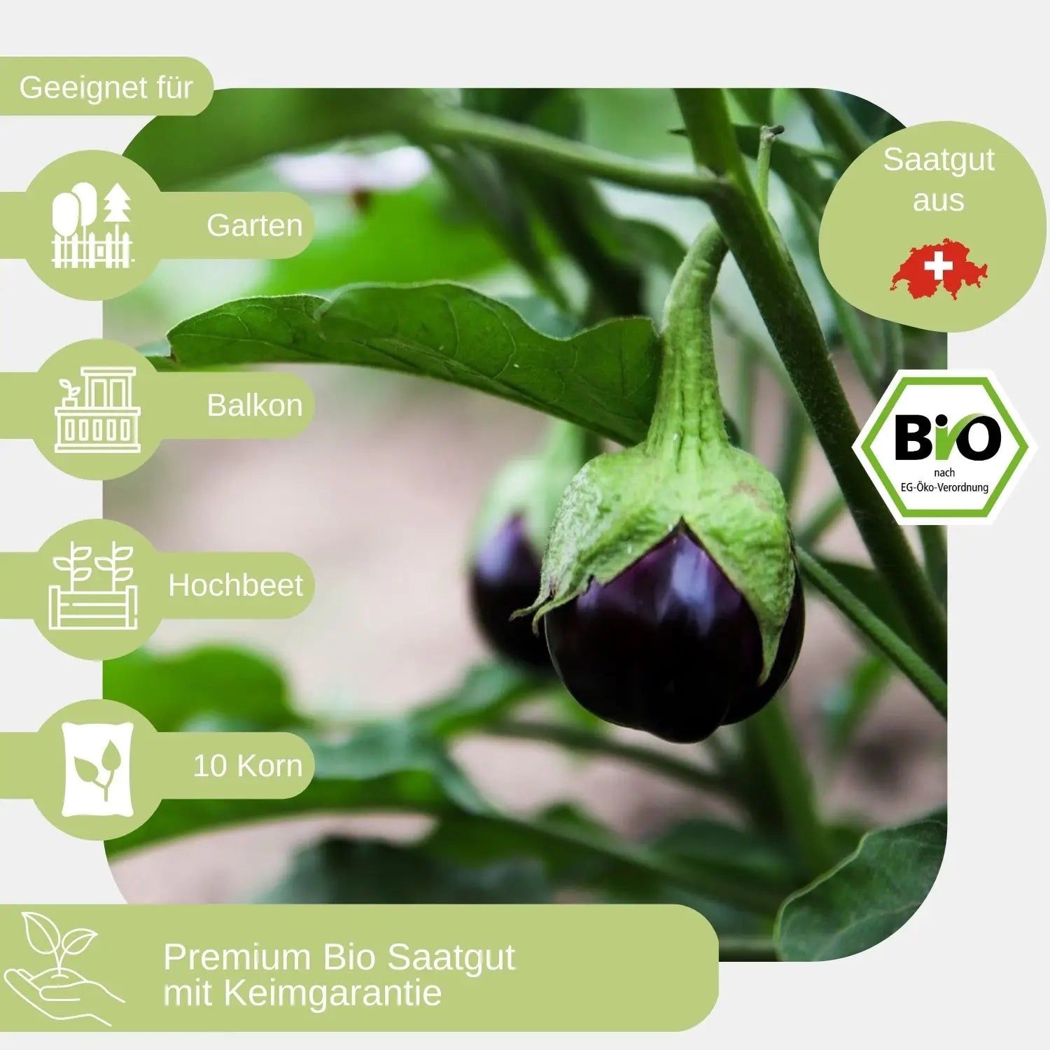 Bio-Aubergine-Bambino-Samen-geeignet für