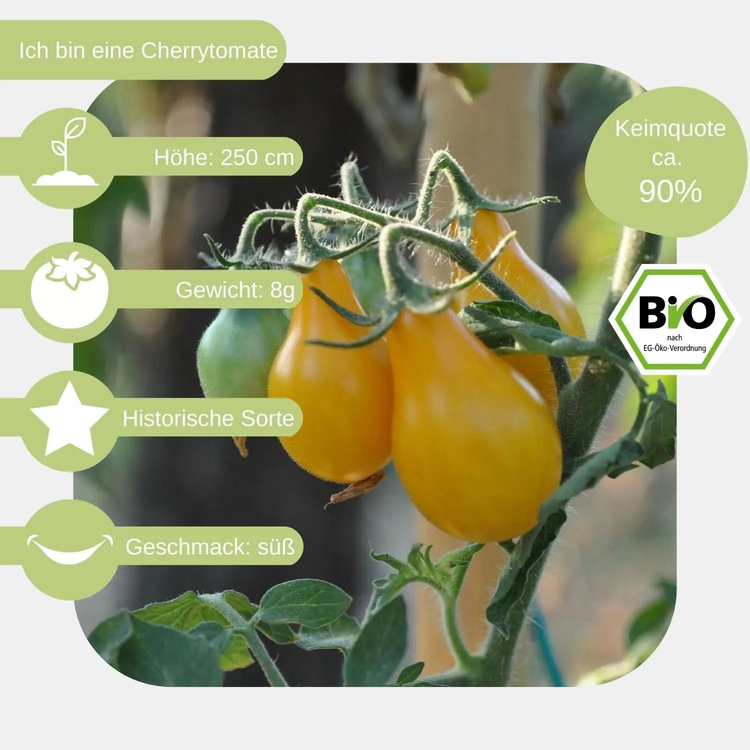 Bio-Cherrytomate-Birnenfoermige-Gelbe-Samen-eigenschaften