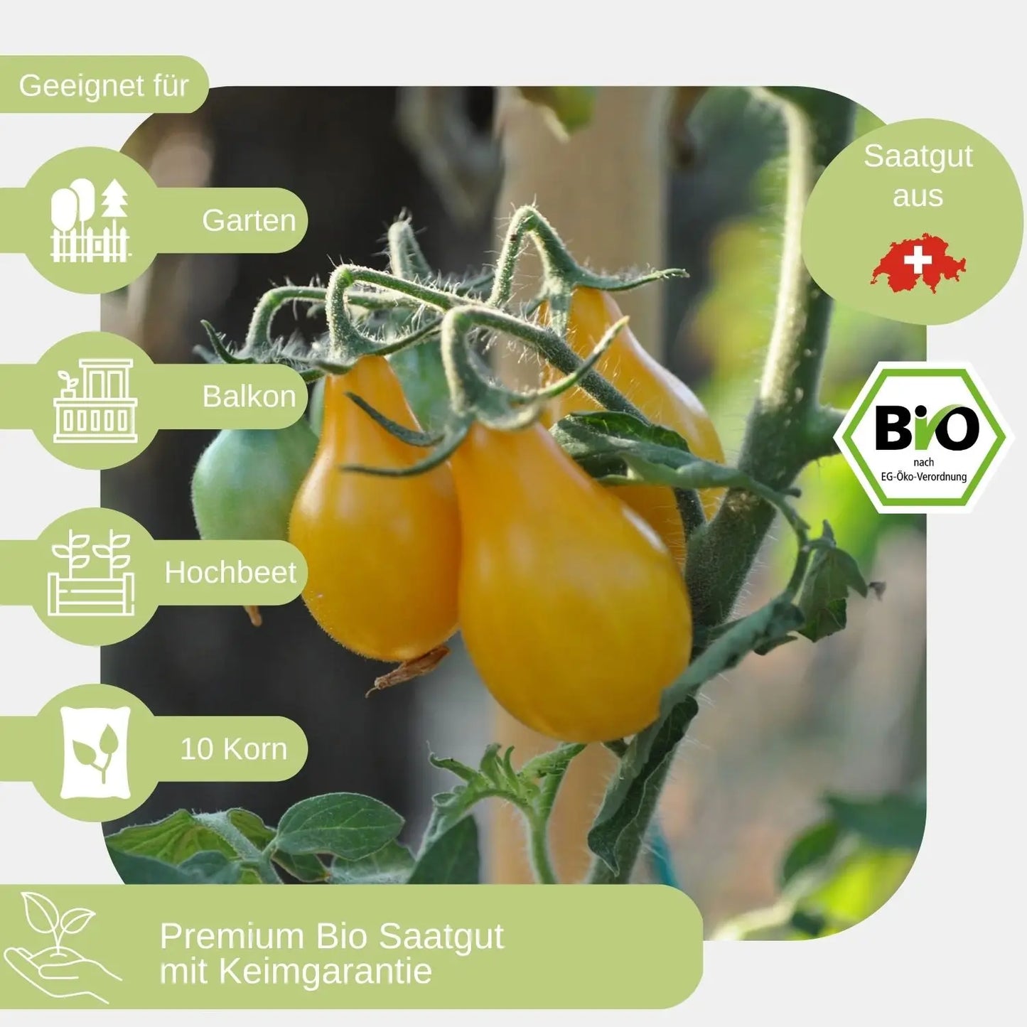 Bio-Cherrytomate-Birnenfoermige-Gelbe-Samen-geeignet für