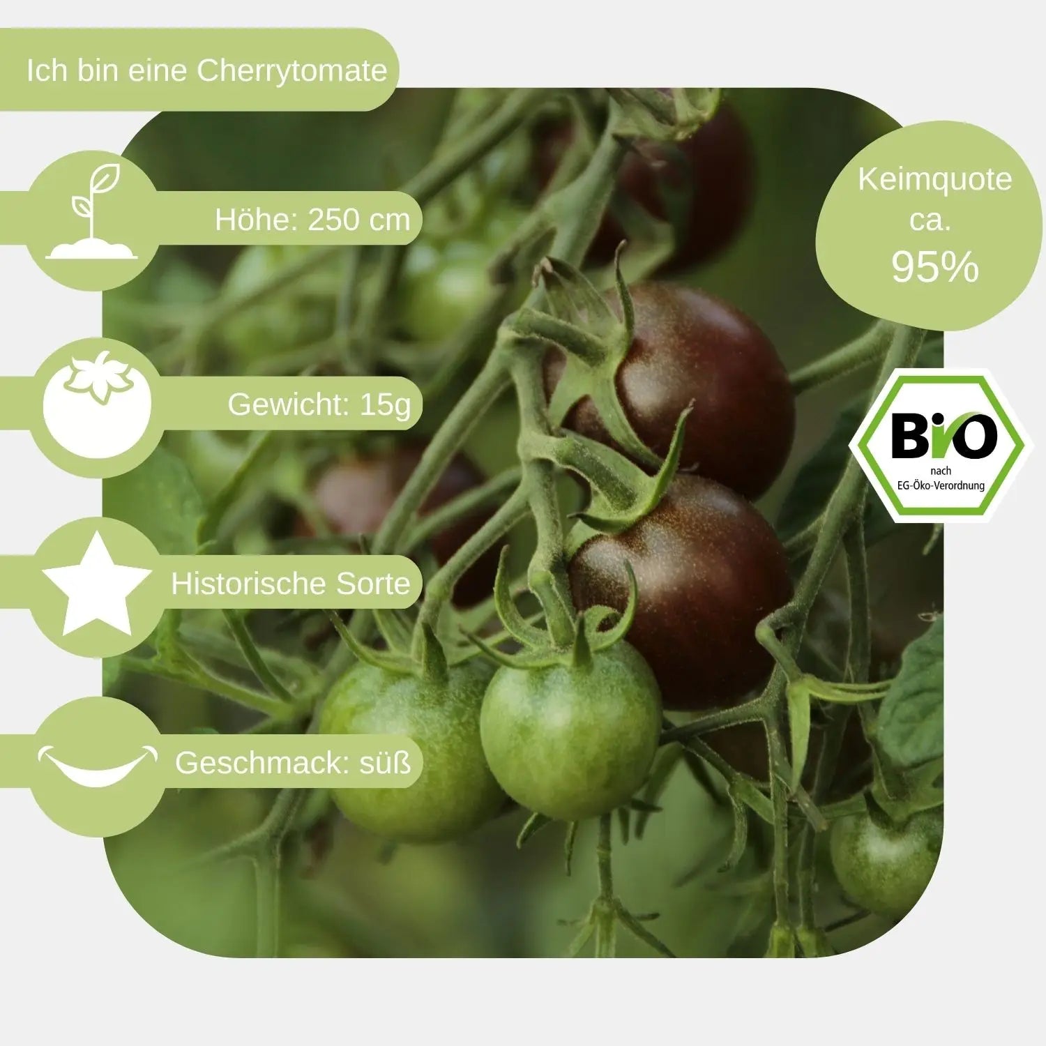 Bio-Cherrytomate-Black-Cherry-Samen-Eigenschaften