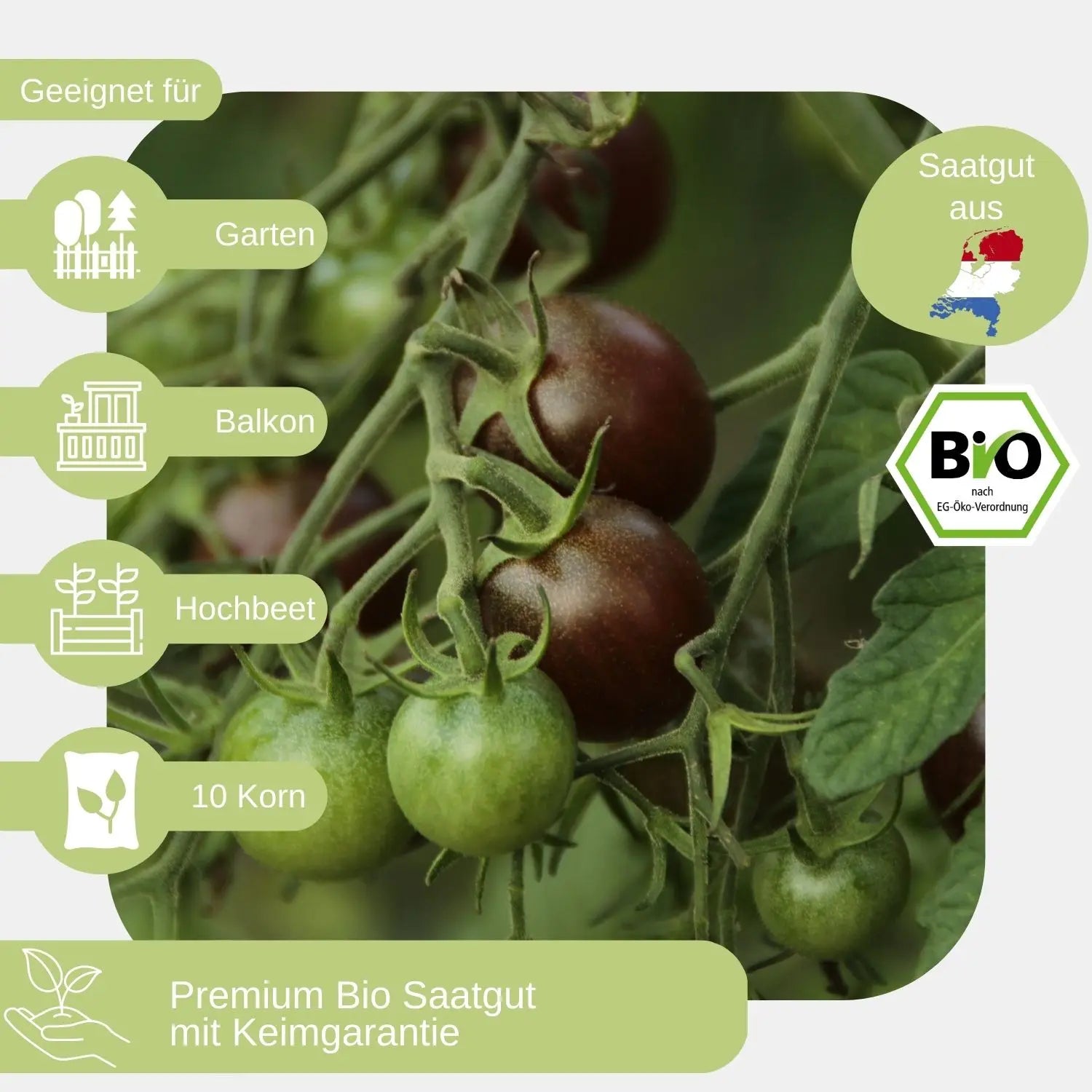 Bio-Cherrytomate-Black-Cherry-Samen-geeignet für