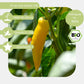 Bio-Chili-Lemon-Drop-Samen-eigenschaften