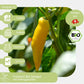 Bio-Chili-Lemon-Drop-Samen-geeignet für