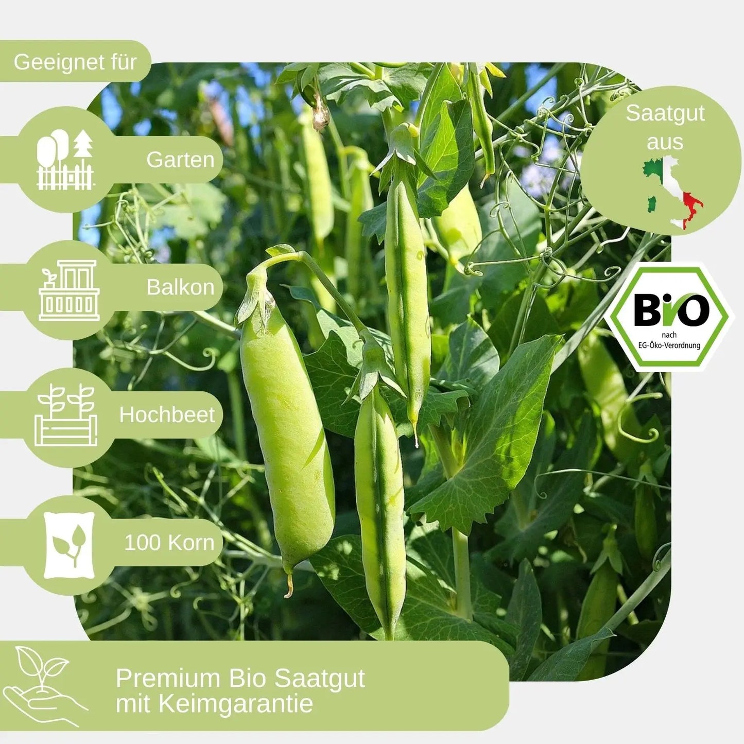 Bio-Erbsen-Samen-_geeignet_für