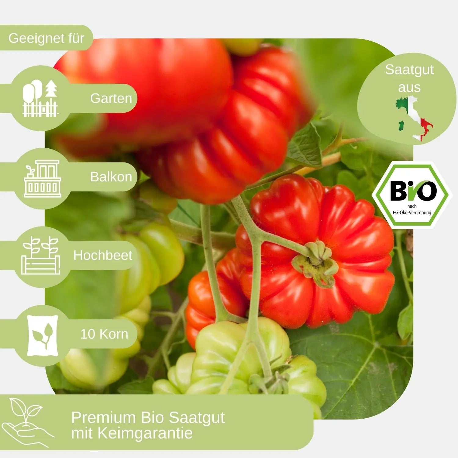 Bio-Fleischtomate-Gezahnte-Buehrer-Keel-Samen-geeignet für