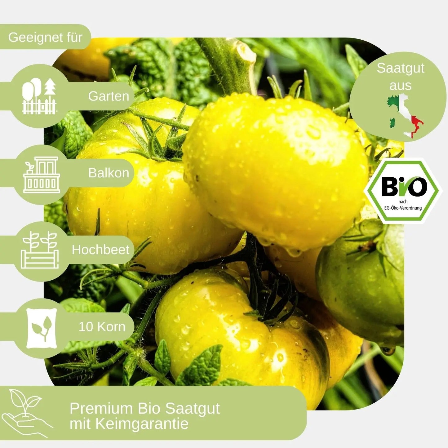 Bio-Fleischtomate-Golden-Jubilee-Samen-geeignet für